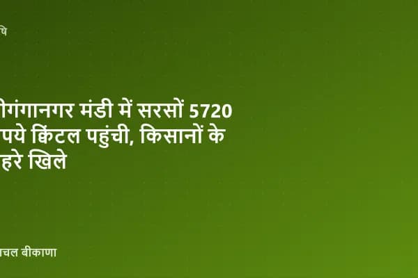 श्रीगंगानगर मंडी में सरसों 5720 रुपये क्विंटल पहुंची, किसानों के चेहरे खिले