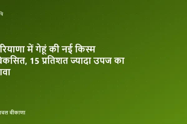 हरियाणा में गेहूं की नई किस्म विकसित, 15 प्रतिशत ज्यादा उपज का दावा