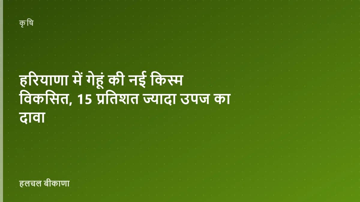 हरियाणा में गेहूं की नई किस्म विकसित, 15 प्रतिशत ज्यादा उपज का दावा